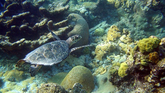 Juvenile Hawksbill turtle